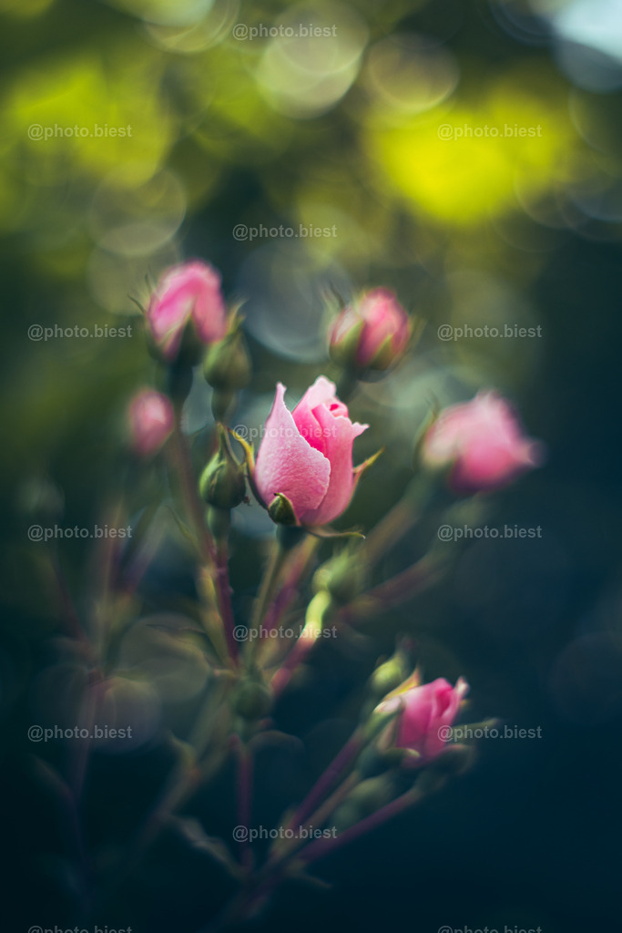 Rosen | Junge Rosen blühen im Garten. - Realisiert mit Pictrs.com