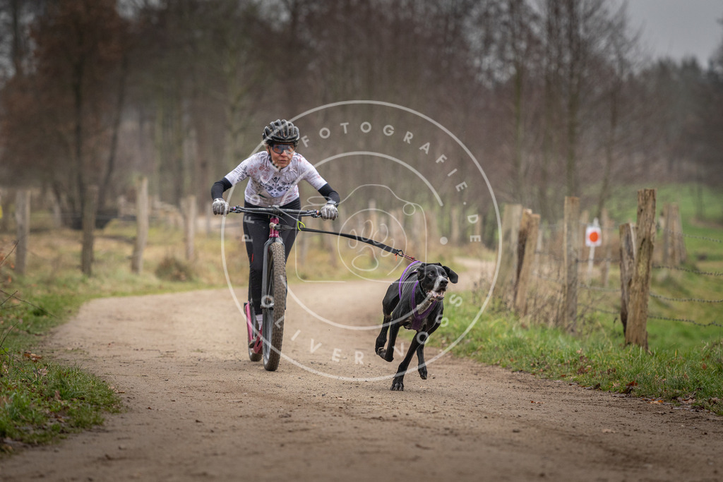 Pfotenfotografie_DV3A2313 | Hundefotografie, Tierfotograf, Pfotenfotografie, Fotoshooting Hund, Hunde Portrait, Hundesport, Hundeportraits, Heideshooting, Hunde, Sportfotograf, Hundefotograf, Turnierhundsport, THS,  - Realisiert mit Pictrs.com
