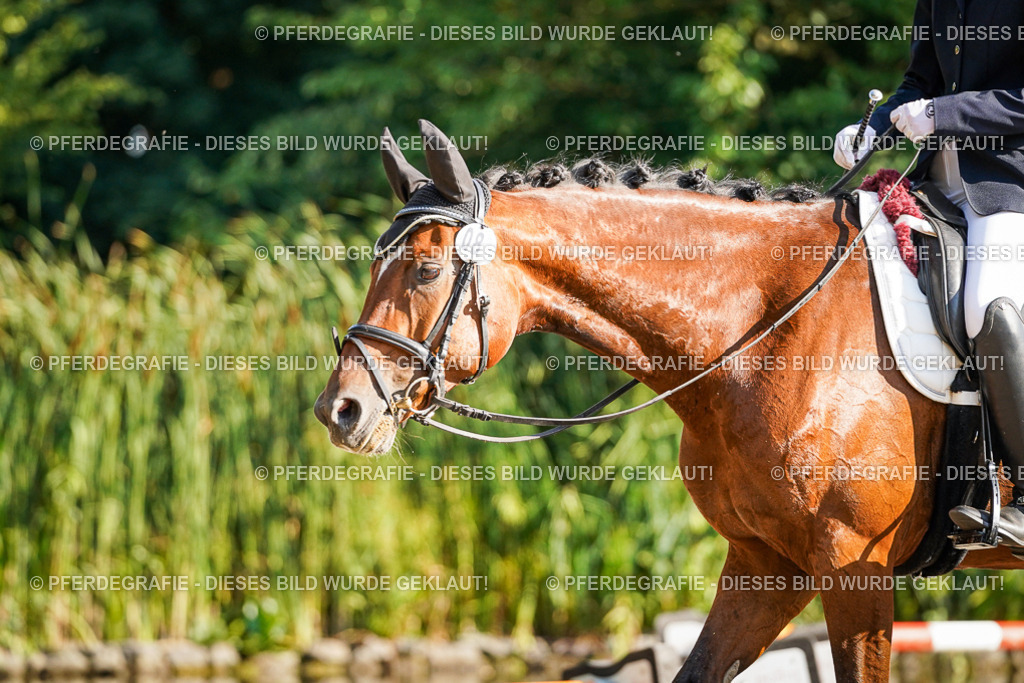 DSC09284 | Pferdegrafie