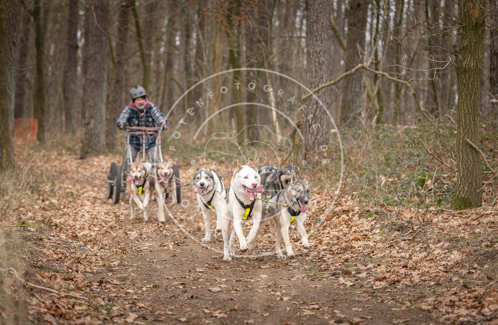 Pfotenfotografie_DV3A6510 | Hundefotografie, Tierfotograf, Pfotenfotografie, Fotoshooting Hund, Hunde Portrait, Hundesport, Hundeportraits, Heideshooting, Hunde, Sportfotograf, Hundefotograf, Turnierhundsport, THS,  - Realisiert mit Pictrs.com