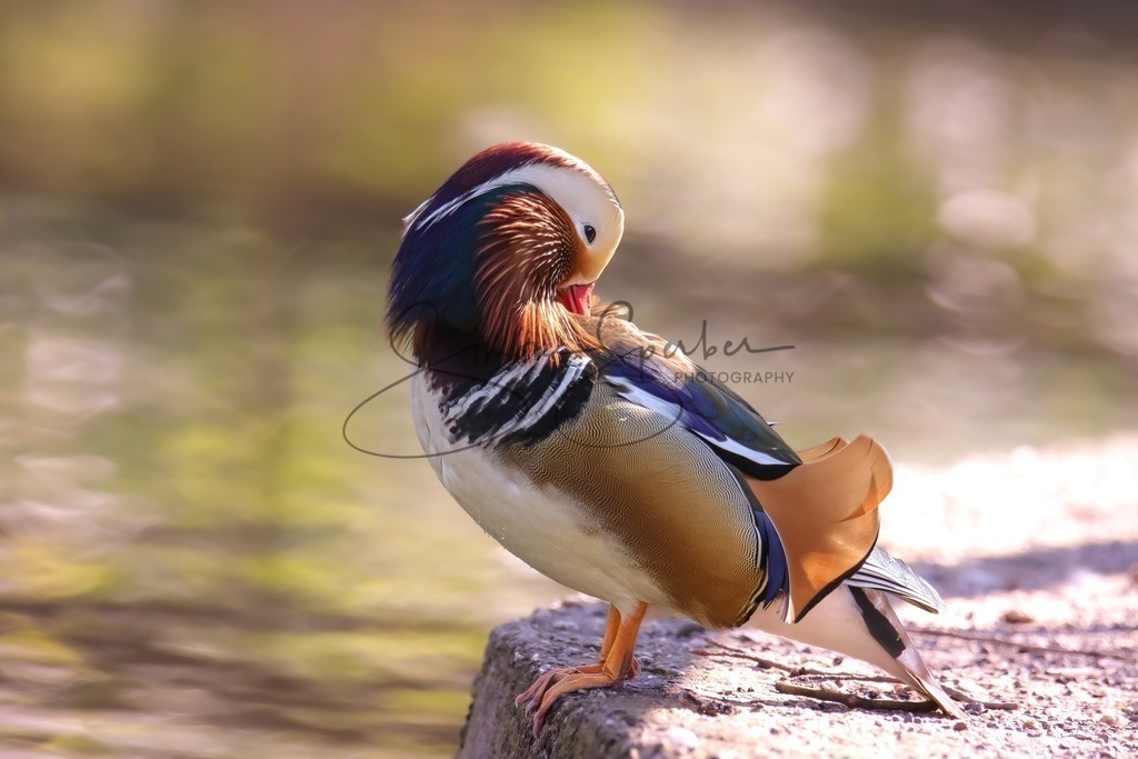 Mandarinente | Simone Sperber, svb-photography,Fotografin,Bilddesignerin,Naturfotografie,Macrofotografie,Tierfotografie,Wildtierfotografie,Ausstellungen,Auftragsfotografie,Kunst,Art,Photographer,Shootings,Bildberatbeitung,Galerie,Shop