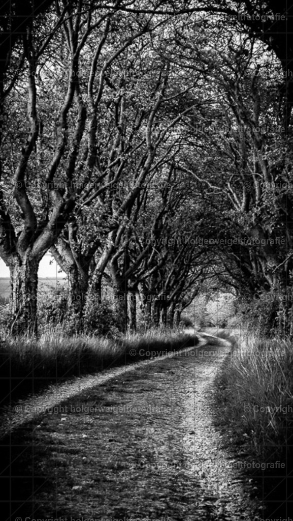 Meelbeerbaumallee  | Kaufen sie online außergewöhnliche Fotografien auf Leinwand Acrylglas Fotoprint Aludibond von holgerweigeltfotografie - Realized with Pictrs.com