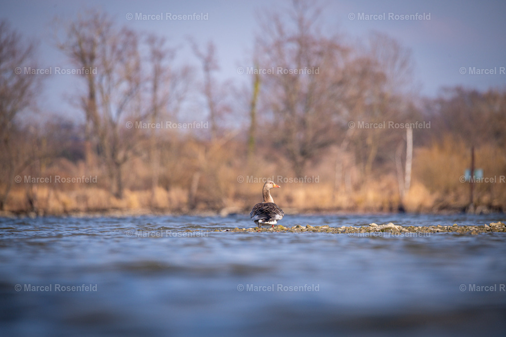 _DSC0202 | foto-rosenfeld