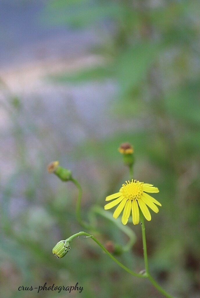 1694272344236 | crus-photography