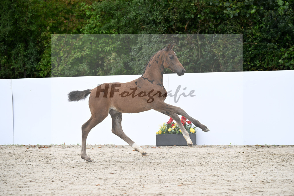 Vivaldos x Lorentin I_HF_Diez_23250443 | hf-fotografie - Realizzato con Pictrs.com