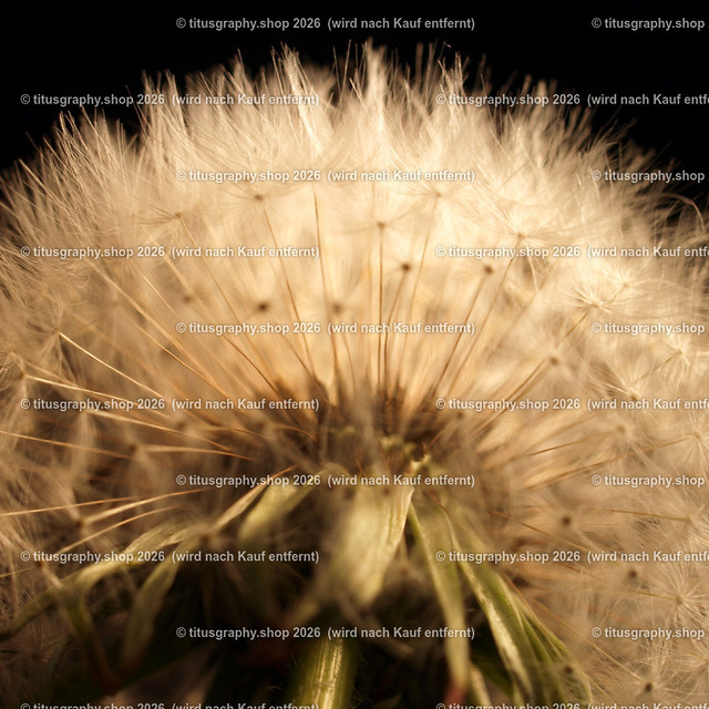 P5216973_edited | Fotokunstarbeit aus der INSTAGRAM-Gallerie auf titusgraphy.eu - Realisiert mit Pictrs.com