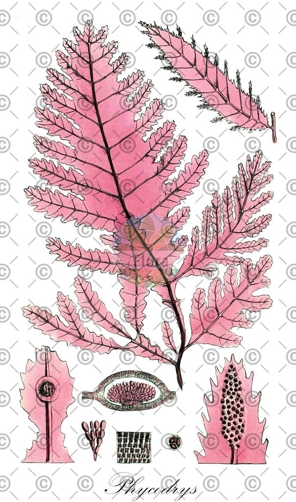 HistAbb_6PFP_4_ENZY_Simple | Historische Abbildung von Phycodrys - Delesseriaceae (0) | Historical Illustration of Phycodrys - Delesseriaceae (0)