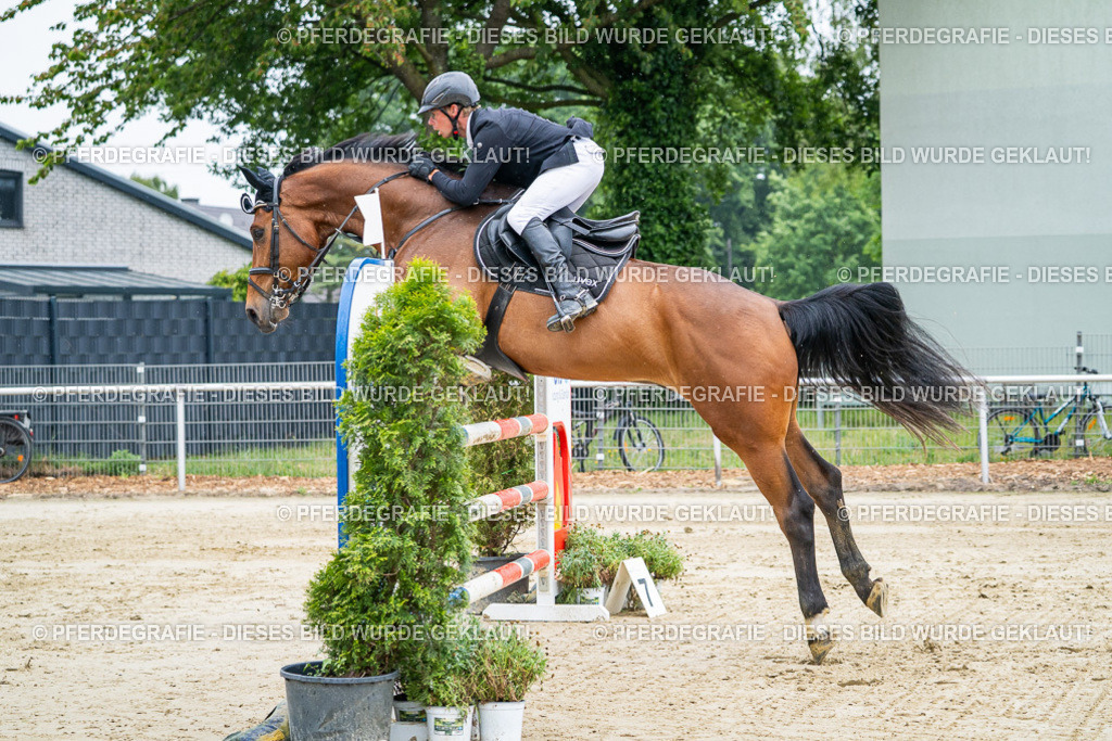 DSC01787 | Pferdegrafie