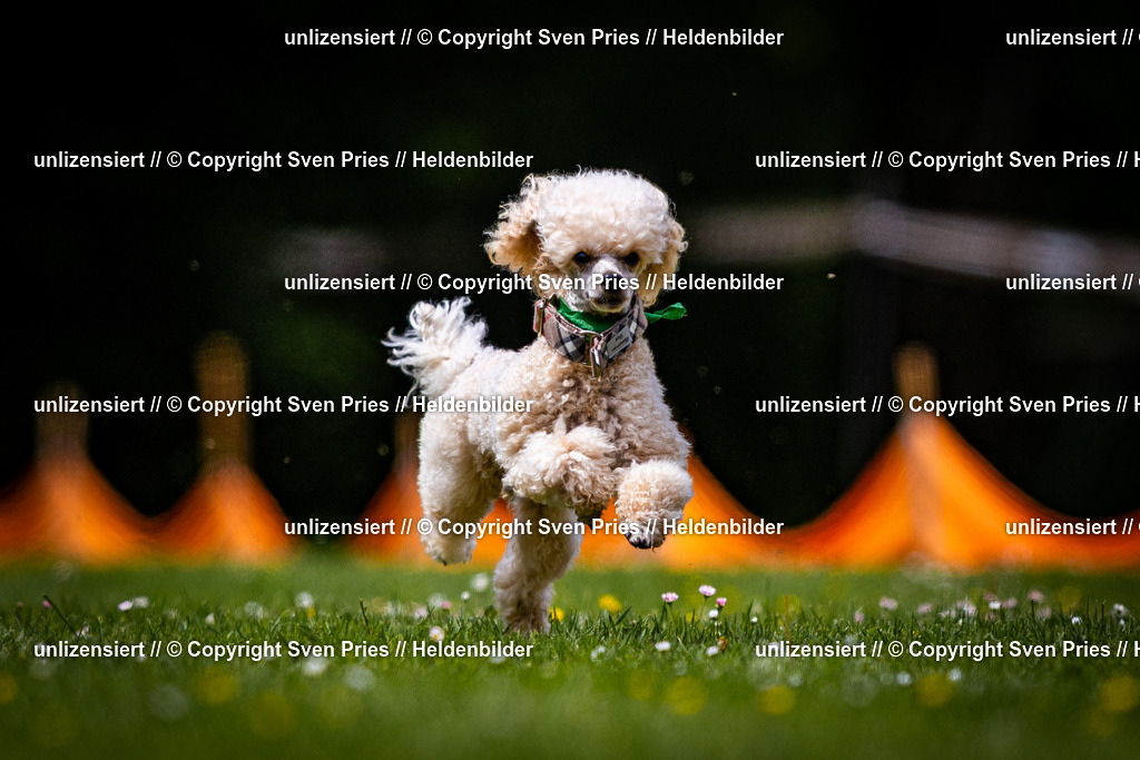 Sven Pries | 2026-05-14 - Hunderennen KA Durlach Vatertag 2026 - Realisiert mit Pictrs.com