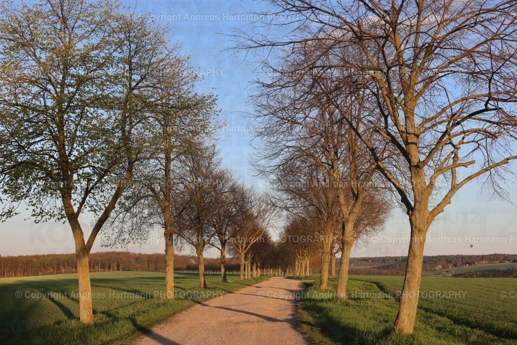 Herrenallee im Morgenlicht | Herrenallee im Morgenlicht - Realisiert mit Pictrs.com