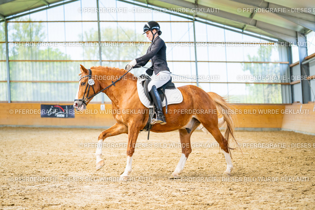 DSC08139 | Pferdegrafie