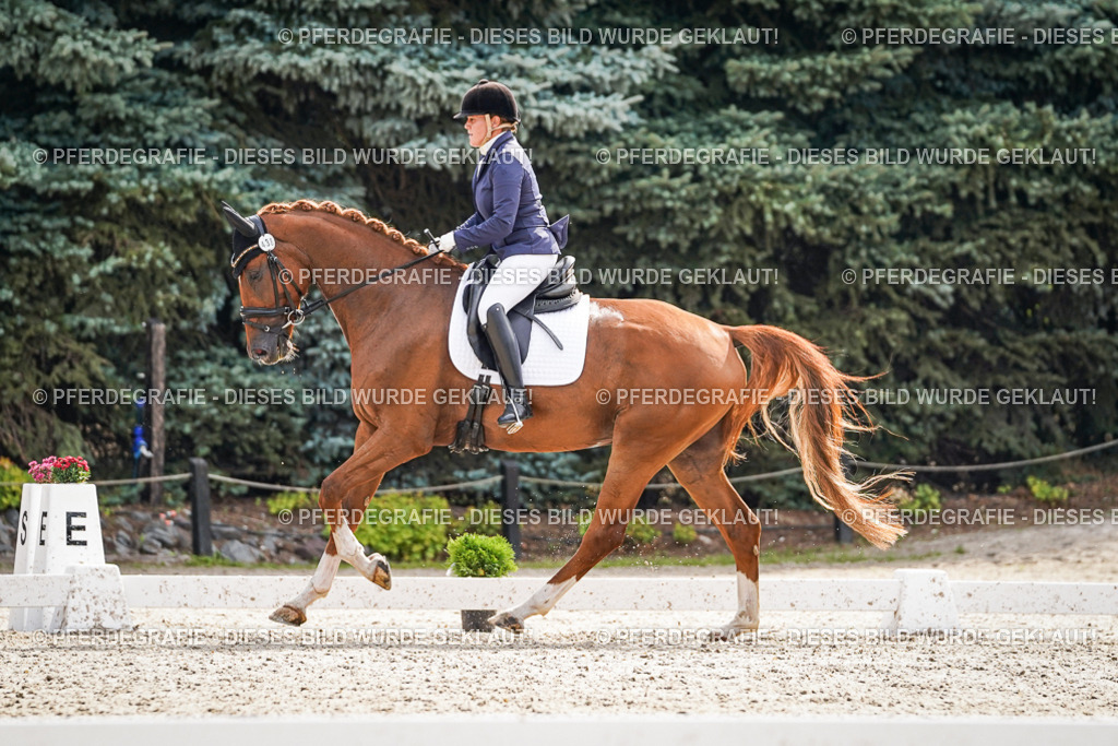 DSC07334 | Pferdegrafie