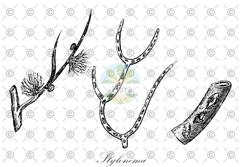 HistAbb_wfo-0000164070_1_ENZY_Simple | Historische Abbildung von Stylonema - Stylonemataceae (0) | Historical Illustration of Stylonema - Stylonemataceae (0)
