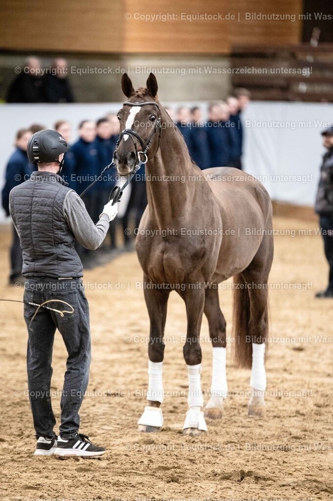 20260307_Hengstvorstellung-Marbach_0535 | equistock