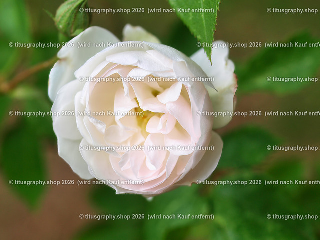 P6080280-titusgraphy-vz | Fotokunstarbeit aus der INSTAGRAM-Gallerie auf titusgraphy.eu - Realisiert mit Pictrs.com