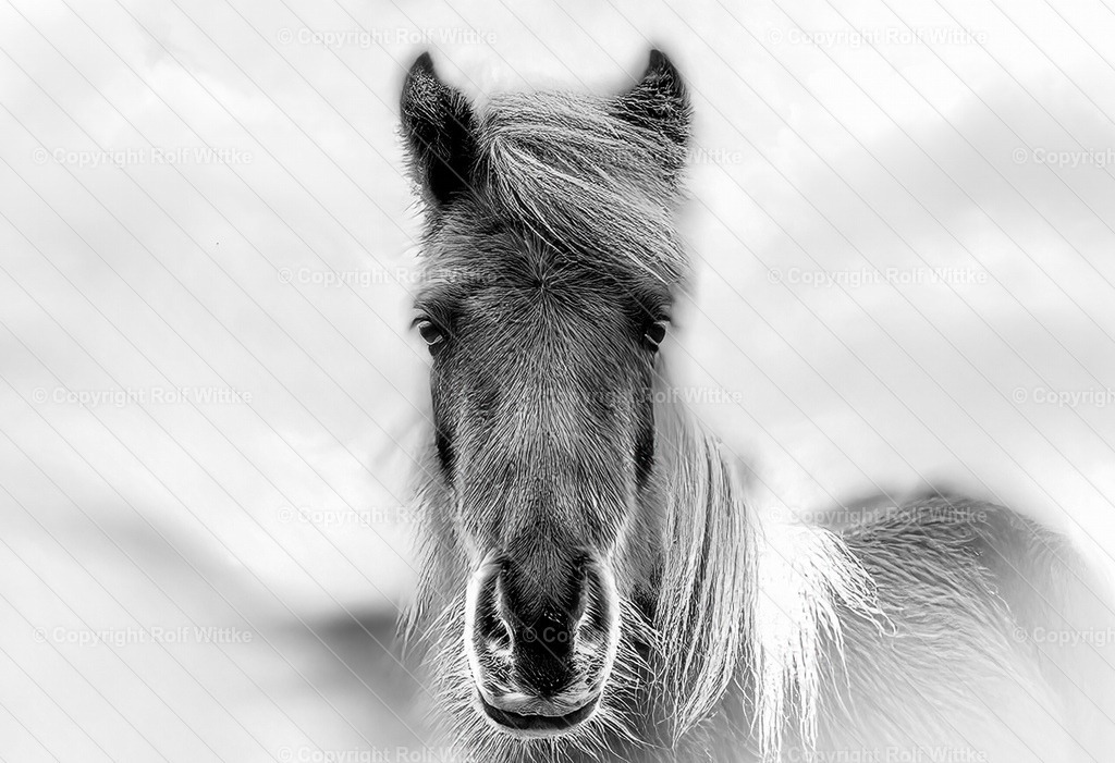 sw-pferd | Rolf Wittke  - Realisiert mit Pictrs.com