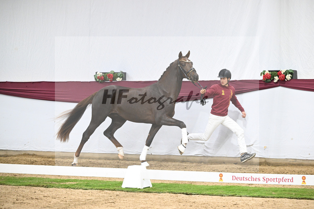 Kat-Nr. 129 Floricello x Dantano_Norbert Hoechsmann_47254294 | hf-fotografie - Realisiert mit Pictrs.com