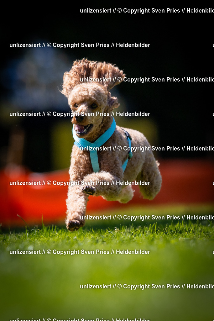 Sven Pries | 2025-08-10 - Hunderennen Durlach - Realisiert mit Pictrs.com