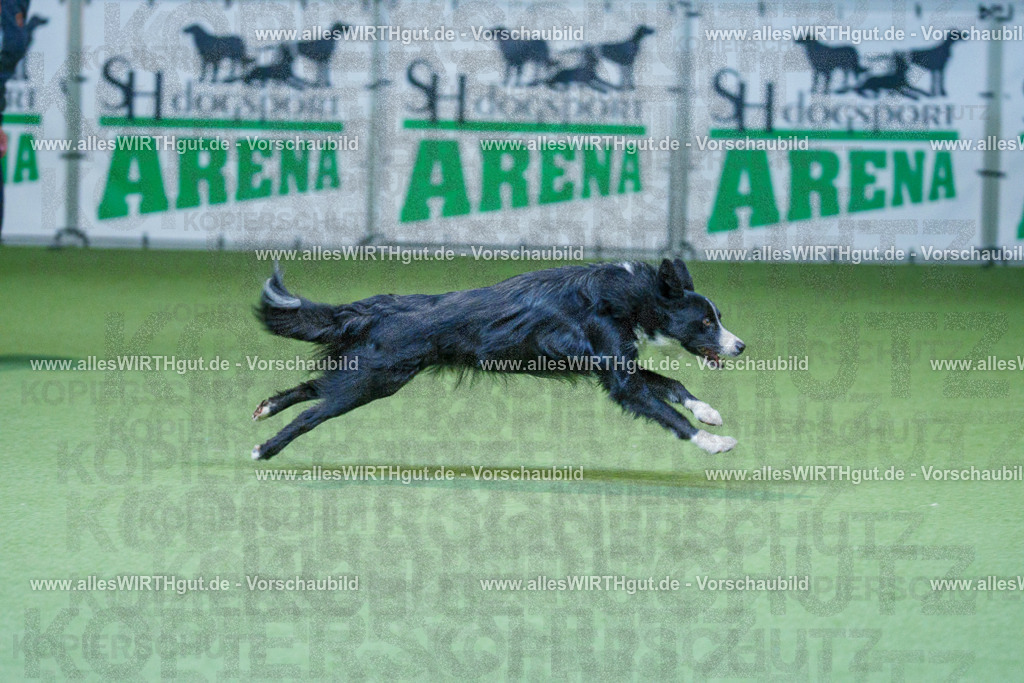 @allesWIRTHgut_Tierfotografie - www.allesWIRTHgut.de - 2604260809-7R506737 | Professionelle Tierfotografie in Mönchengladbach von Daniel Wirth (allesWIRTHgut). Liebevolle & natürliche Bilder von Hunden & Katzen für unvergessliche Erinnerungen.