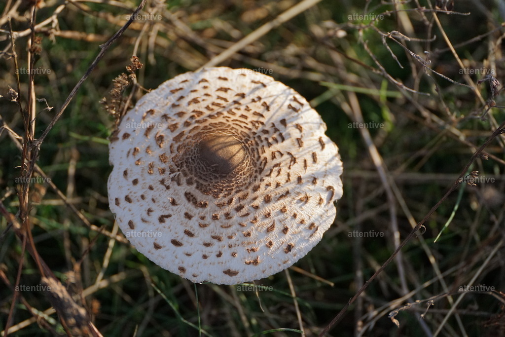 Dach | Deutschland, Rügen - Realisiert mit Pictrs.com