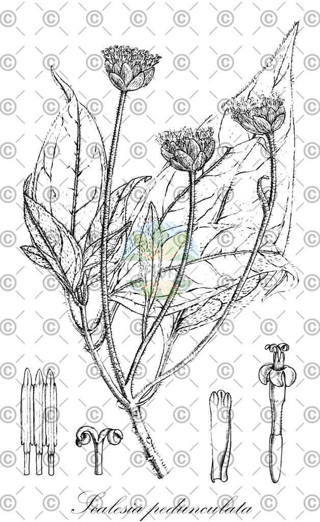 HistAbb_wfo-0001039294_1_ENZY_Simple | Historische Abbildung von Scalesia pedunculata - Asteraceae | Historical Illustration of Scalesia pedunculata - Asteraceae