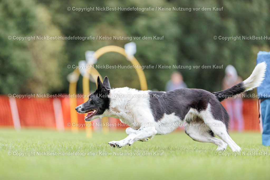 BSP Hoopers-H2 Tag2-2026-Nickbest-Hundefotografie-TuS Komet Arsten e.V.-3565 | Dein Hund! Dein Moment! Deine Erinnerungen! Hundefotografie in Bremen Blumenthal. Ich fange die besonderen Momente deines Vierbeiners ein – ob Indoor mit Blitzanlage oder in der freien Natur. Sicher dir dein Moment und dein Termin für eure Erinnerungen.