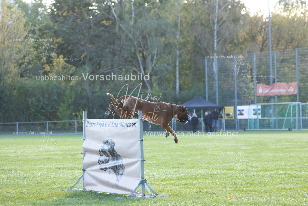 _16A6233 | Einzigartige Fotos von Hunden & Menschen –Actionfotos, Portraits, Vereinsaufnahmen & Paarshootings – authentisch, lebendig & mit Herz.