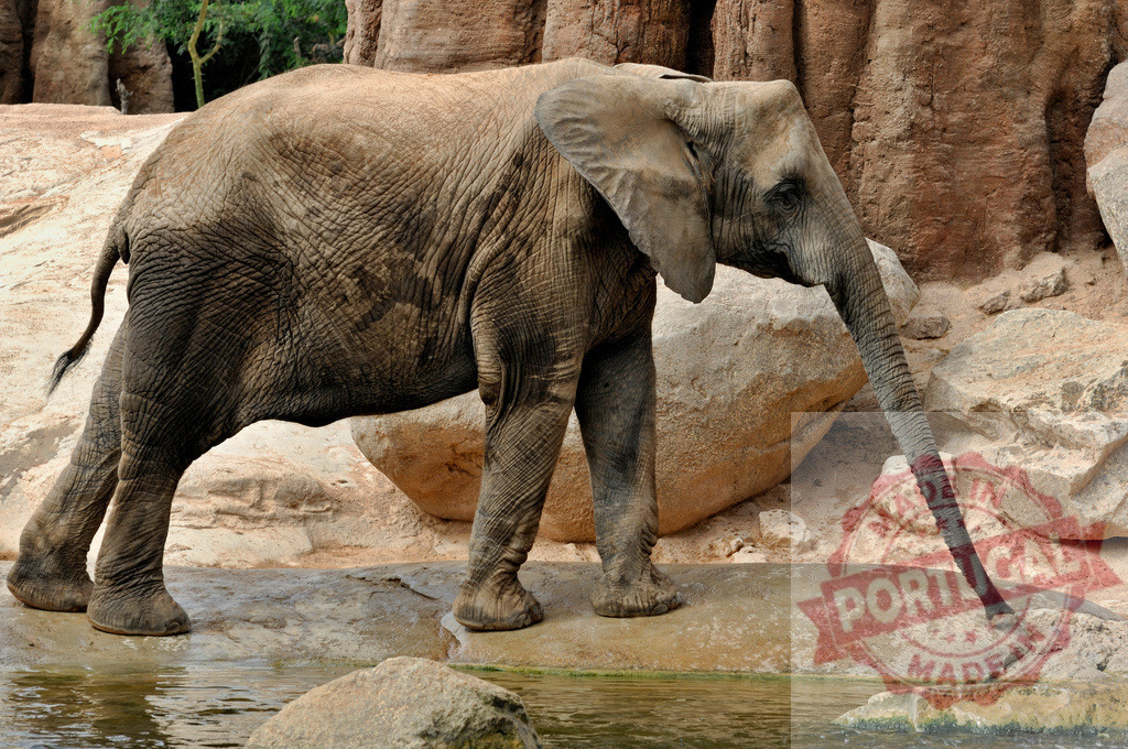 African savanna elephant drinking water from pond | Elephant drinking water, standing next to large rocks in natural habitat - Realized with Pictrs.com