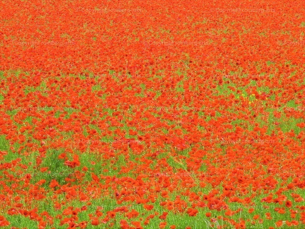 Mohnwiese | Mohnwiese, Mohnfeld, Klatschmohn, roter Mohn, Mohnblumen