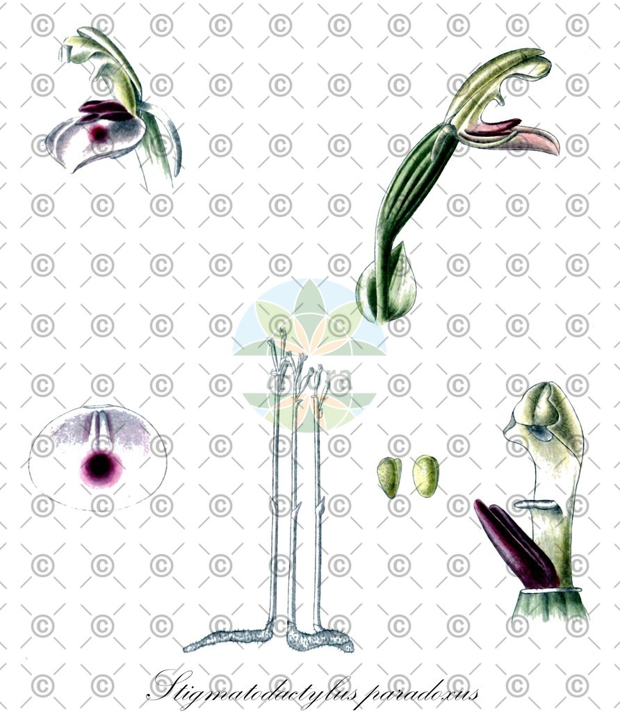 HistAbb_7NMN_2_ENZY_Simple | Historische Abbildung von Stigmatodactylus paradoxus - Orchidaceae | Historical Illustration of Stigmatodactylus paradoxus - Orchidaceae