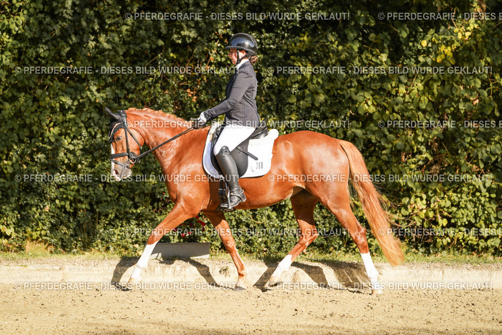 DSC06166 | Pferdegrafie