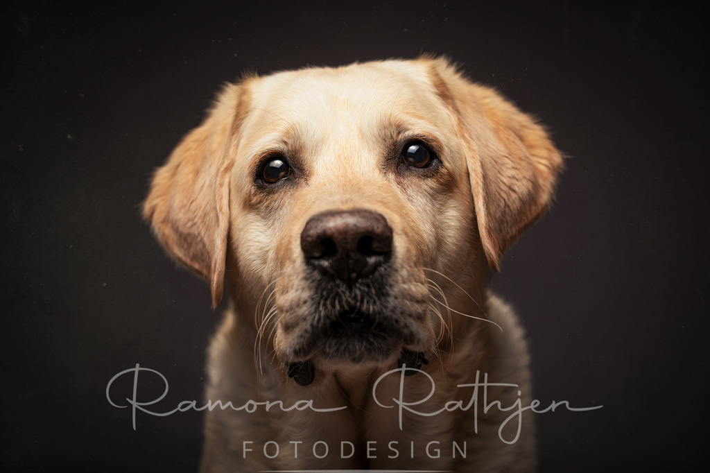 Labrador-Studioportrait-01 | ramonarathjen-fotodesign - Realisiert mit Pictrs.com