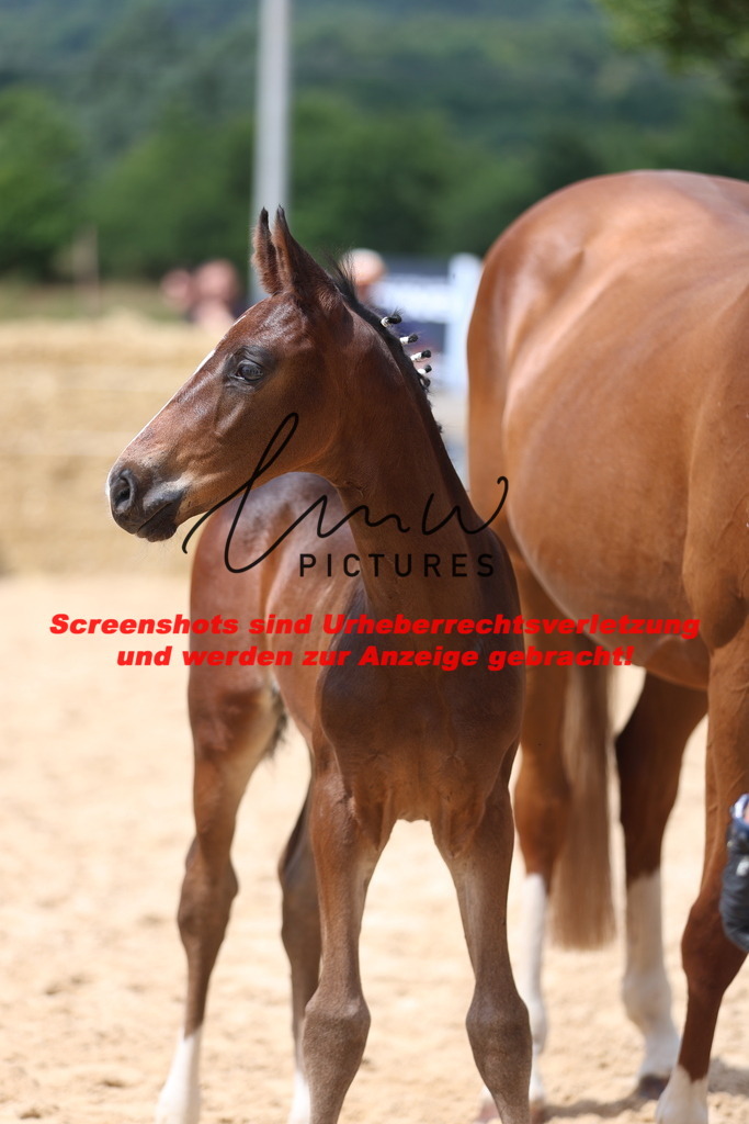 Fohlenschau_Schwäbisch_Hall_dressurbetonte_Fohlen_KN 15_11 | lmwpictures - Realisiert mit Pictrs.com