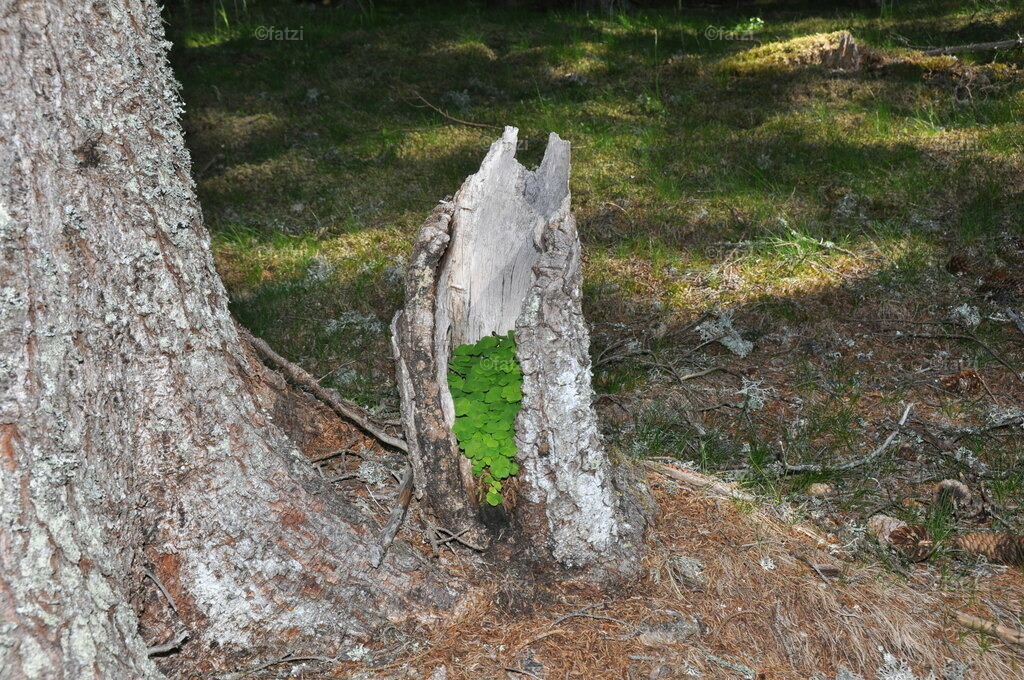 Gerlitzen-Kleebaum12_007 | Fatzi Bilder-Archiv! 
Die Bilder sind für private Nutzung lizenzfrei. Die kommerzielle Nutzung ist möglich und erwünscht, jedoch bitte ich um vorherige Kontaktaufnahme per E-Mail (info@fatzi.at) oder unter +43 650 7828269 - Realisiert mit Pictrs.com