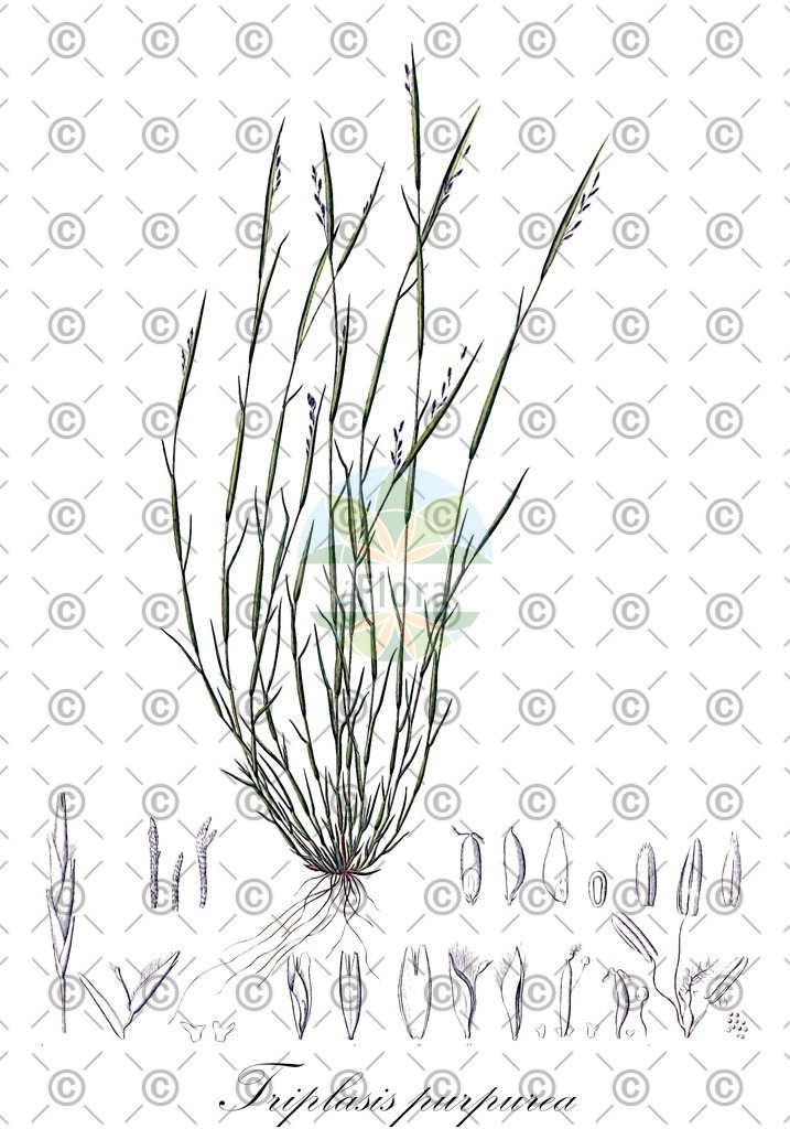 HistAbb_82CT_1_ENZY_Simple | Historische Abbildung von Triplasis purpurea - Poaceae | Historical Illustration of Triplasis purpurea - Poaceae