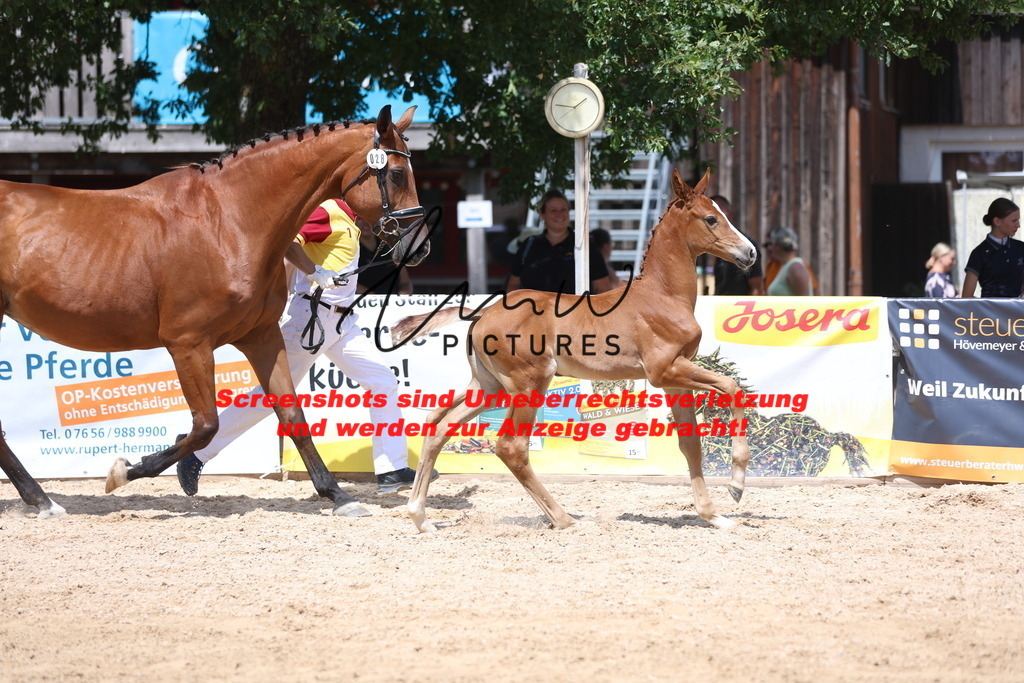 Fohlenschau_Schwäbisch_Hall_springbetonte_Fohlen_KN 28_11 | lmwpictures - Realisiert mit Pictrs.com