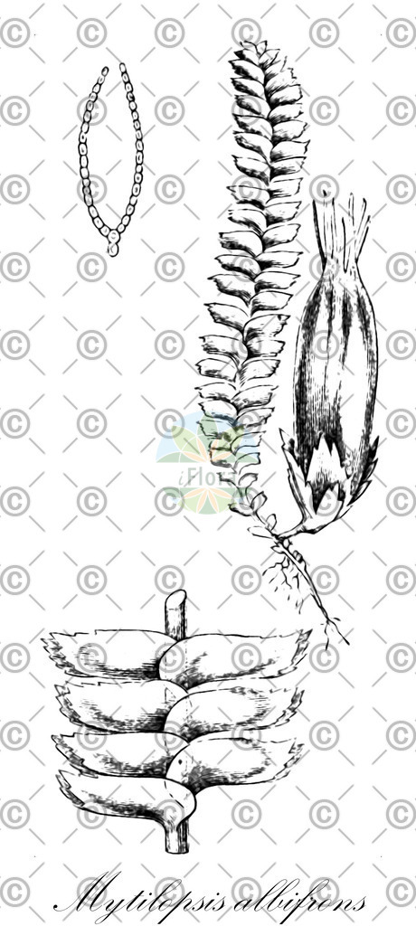 HistAbb_wfo-0001187940_2_ENZY_Simple | Historische Abbildung von Mytilopsis albifrons - Lepidoziaceae | Historical Illustration of Mytilopsis albifrons - Lepidoziaceae