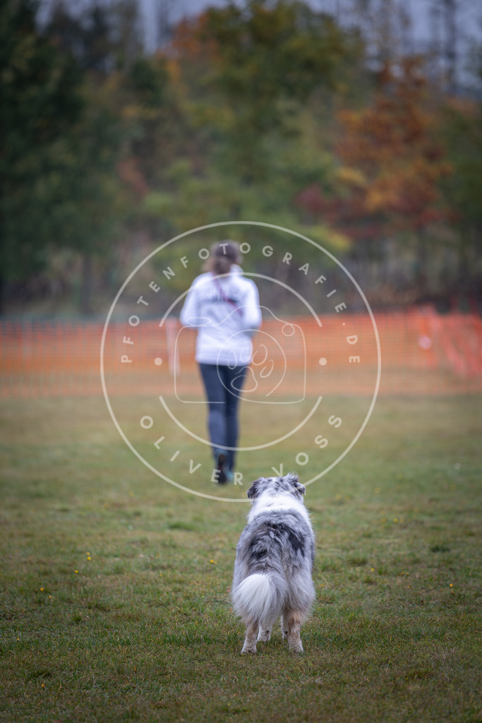 Pfotenfotografie_DV3A9395 | Hundefotografie, Tierfotograf, Pfotenfotografie, Fotoshooting Hund, Hunde Portrait, Hundesport, Hundeportraits, Heideshooting, Hunde, Sportfotograf, Hundefotograf, Turnierhundsport, THS,  - Realisiert mit Pictrs.com