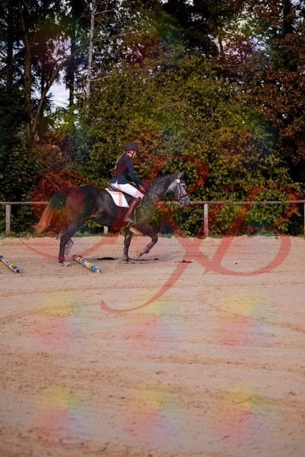 2026_10_03_Siefer-Hof_144830_Z81_25944671 | Professionelle Reitsport-, Turnier- und Eventfotografie von Robert Broda. Galerien mit ausgewählten und bearbeiteten Bildern direkt online ansehen und bestellen.
