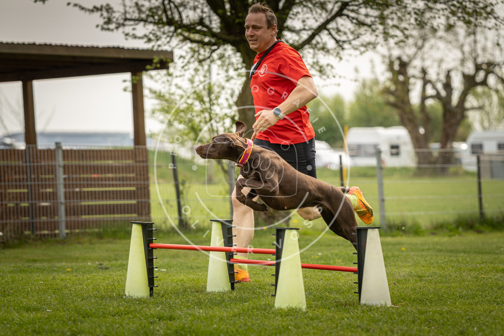 Pfotenfotografie_DV3A6670 | Hundefotografie, Tierfotograf, Pfotenfotografie, Fotoshooting Hund, Hunde Portrait, Hundesport, Hundeportraits, Heideshooting, Hunde, Sportfotograf, Hundefotograf, Turnierhundsport, THS,  - Realisiert mit Pictrs.com