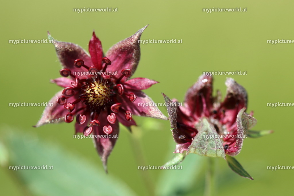 Sumpf-Blutauge-006 | Das Bilderarchiv über Tiere, Planzen und Landschaften. In der Bilddatenbank finden Sie ein große Auswahl an hochwertigen Bilder für Ihre Werbung - Realisiert mit Pictrs.com