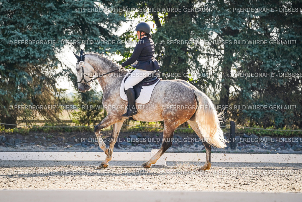 DSC08539 | Pferdegrafie