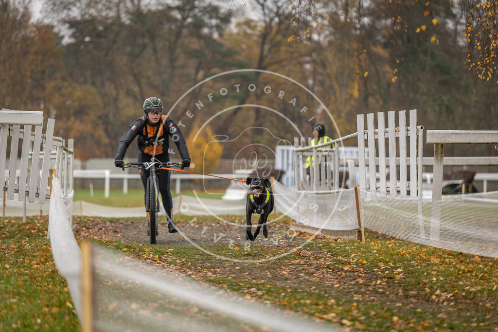 CaniXpix_DV3A8280 | Hundefotografie, Tierfotograf, Pfotenfotografie, Fotoshooting Hund, Hunde Portrait, Hundesport, Hundeportraits, Heideshooting, Hunde, Sportfotograf, Hundefotograf, Turnierhundsport, THS,  - Realisiert mit Pictrs.com