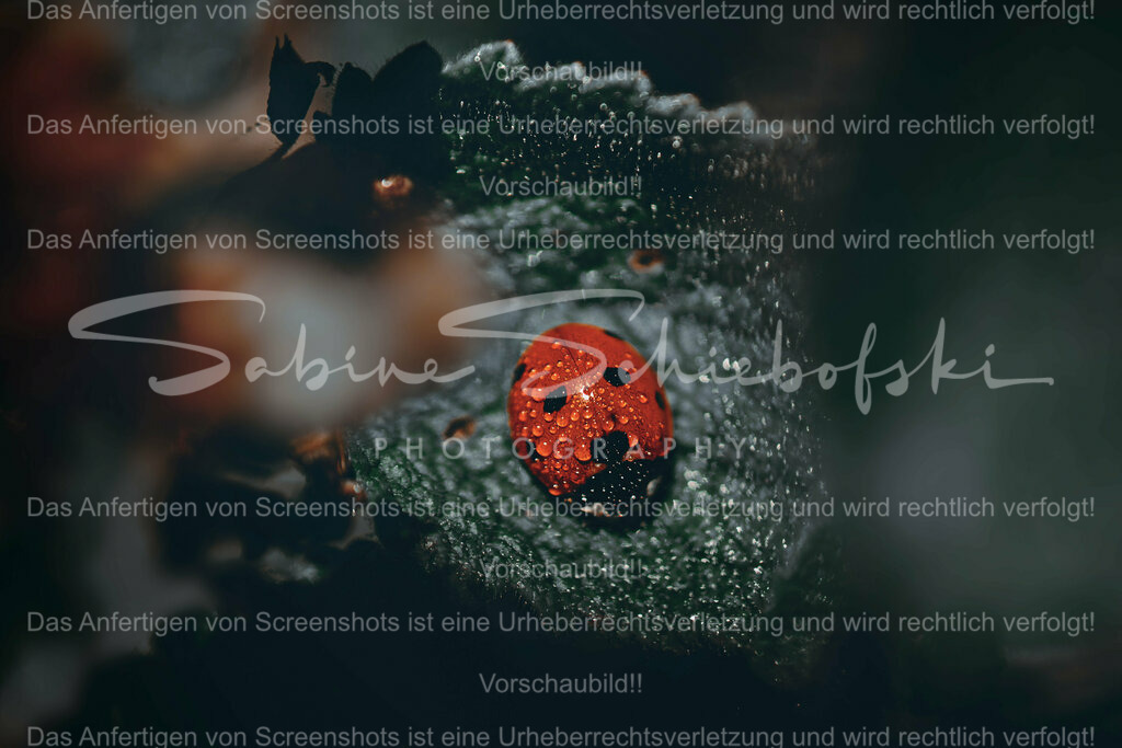 Wandbild Marienkaefer | People- und Tierfotografie, Imageaufnahmen, Veranstaltungsfotografie und Wandbilder aus der Natur ★ Made in Germany ✔️ Druck + Downloads ✔️ Naturfotografie in Top Qualität ★ schneller Versand, weltweite Lieferung! - Realisiert mit Pictrs.com