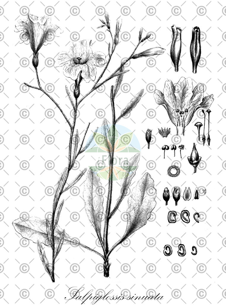HistAbb_wfo-0001080138_1_ENZY_Simple | Historische Abbildung von Salpiglossis sinuata - Solanaceae | Historical Illustration of Salpiglossis sinuata - Solanaceae