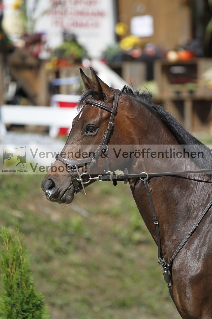 _MG_4386 | equestrian-live-com