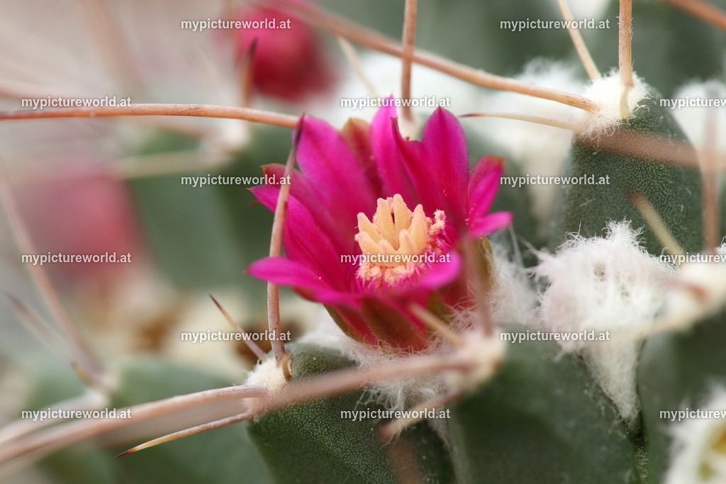 Mammillaria compressa-004 | Das Bilderarchiv über Tiere, Planzen und Landschaften. In der Bilddatenbank finden Sie ein große Auswahl an hochwertigen Bilder für Ihre Werbung - Realisiert mit Pictrs.com