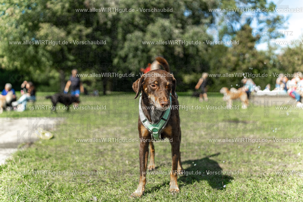 Hundeschwimmen_Volksbad_2026-allesWIRTHgut_Tierfotografie-2609061242-115244-7R500146 | Professionelle Tierfotografie in Mönchengladbach von Daniel Wirth (allesWIRTHgut). Liebevolle & natürliche Bilder von Hunden & Katzen für unvergessliche Erinnerungen.
