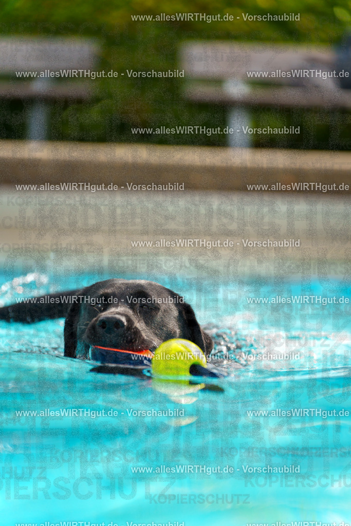 Hundeschwimmen_Grefrath_2026-allesWIRTHgut_Tierfotografie-11_22-7R503246 | Professionelle Tierfotografie in Mönchengladbach von Daniel Wirth (allesWIRTHgut). Liebevolle & natürliche Bilder von Hunden & Katzen für unvergessliche Erinnerungen.