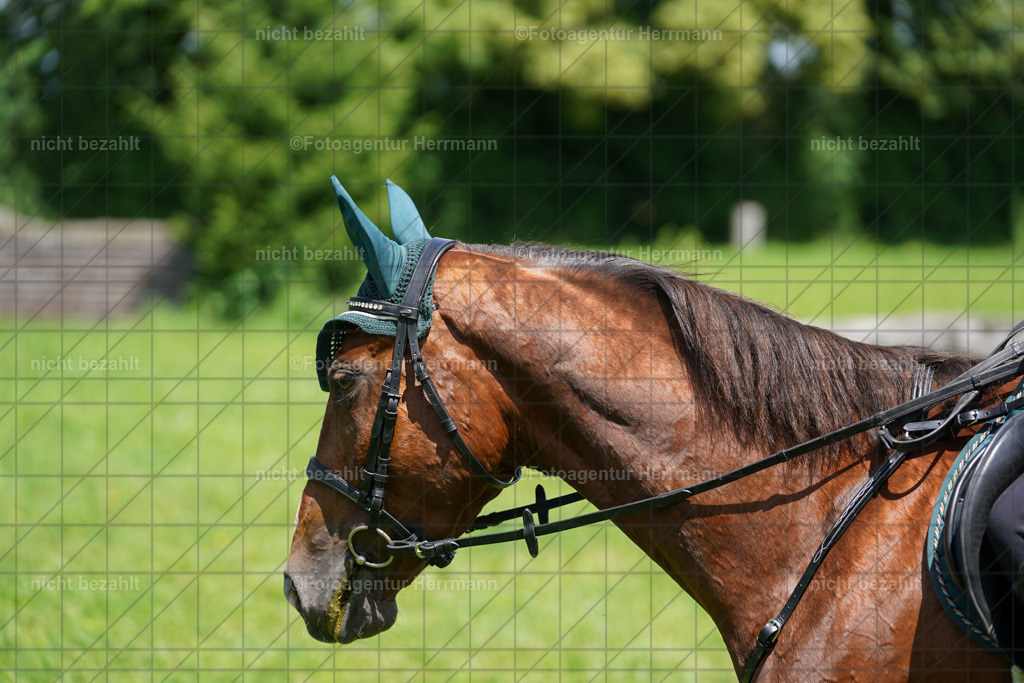 20240622-FAH06899 | Turnierfotografen Bayern, Reitsportbilder aus dem Geländekurs mit Felix Etzel auf dem Gut Waitzacker 2024